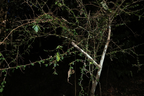 Acalypha capillipes, photograph 3