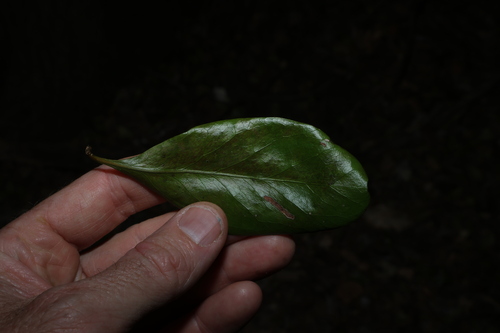 Planchonella eerwah, photograph 4