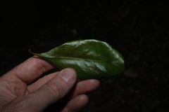 Planchonella eerwah, photograph (c) Greg Tasney, some rights reserved (CC BY-SA)