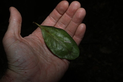 Planchonella eerwah, photograph (c) Greg Tasney, some rights reserved (CC BY-SA)