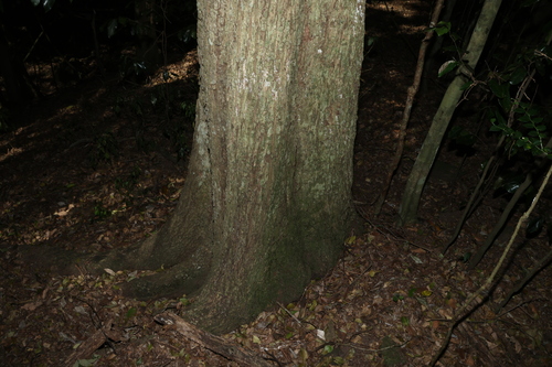 Planchonella eerwah, photograph 3