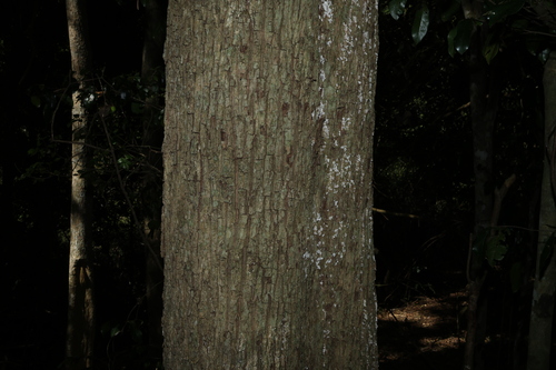 Planchonella eerwah, photograph 6