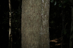 Planchonella eerwah, photograph (c) Greg Tasney, some rights reserved (CC BY-SA)