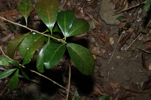 Planchonella eerwah, photograph 2