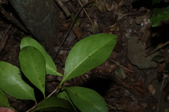 Planchonella eerwah, photograph (c) Greg Tasney, some rights reserved (CC BY-SA)