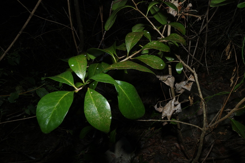 Planchonella eerwah