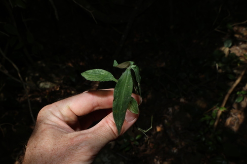 Aneilema acuminatum observed 2026-09-15