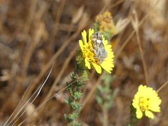 Heliothodes