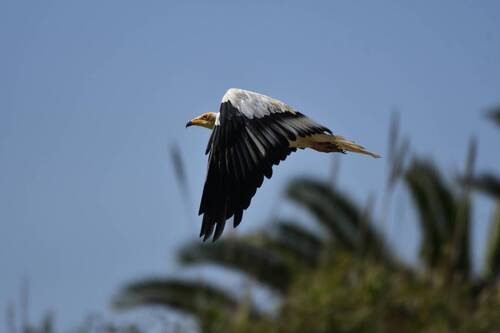 Egyptian Vulture