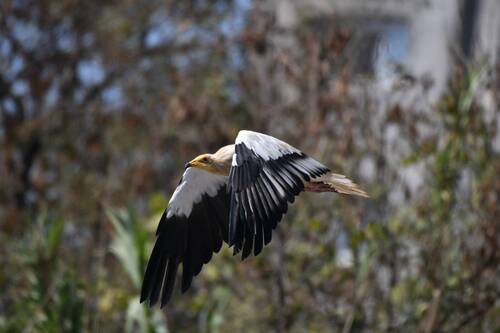 Egyptian Vulture