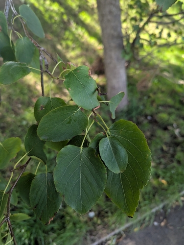 Alnus cordata, photograph 5