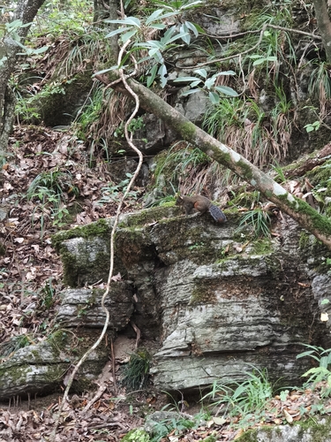Red-hipped Squirrel