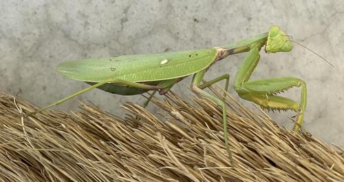 Transcaucasian Giant Mantis