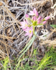 Allium bisceptrum palmeri