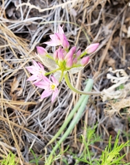 Allium bisceptrum palmeri