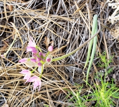 Allium bisceptrum palmeri