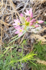 Allium bisceptrum palmeri
