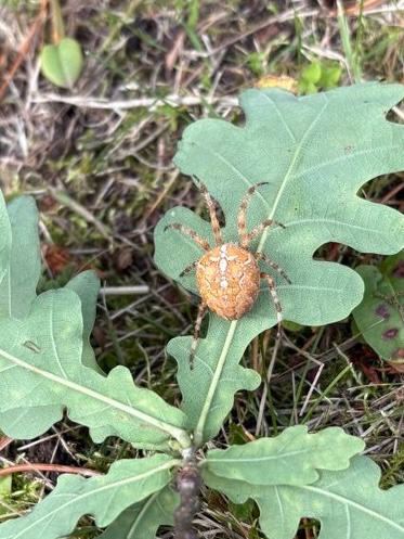 Cross Orbweaver
