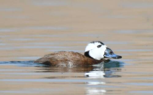 White-headed Duck