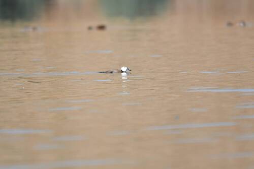 White-headed Duck