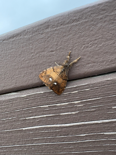 Rusty Tussock Moth