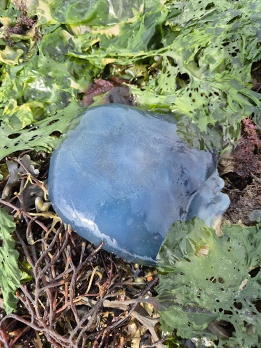 Dustbin-lid Jelly