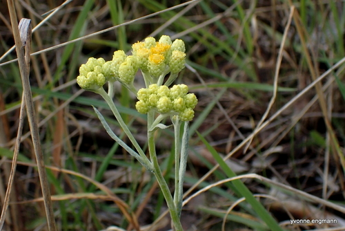 Dwarf Everlasting