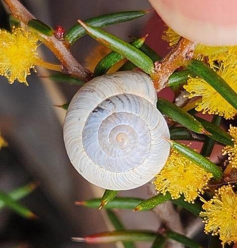Vineyard Snail