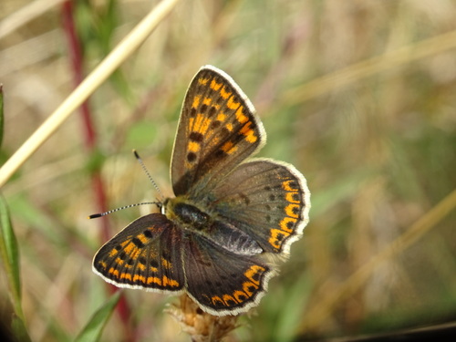 Sooty Copper