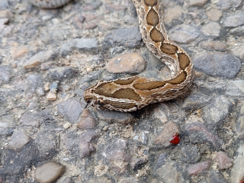 Russell's Viper