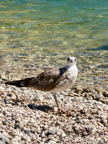 Yellow-legged Gull
