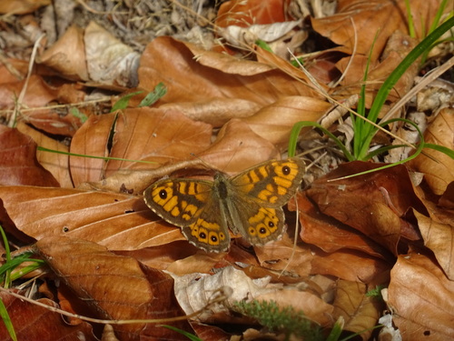 Wall Brown