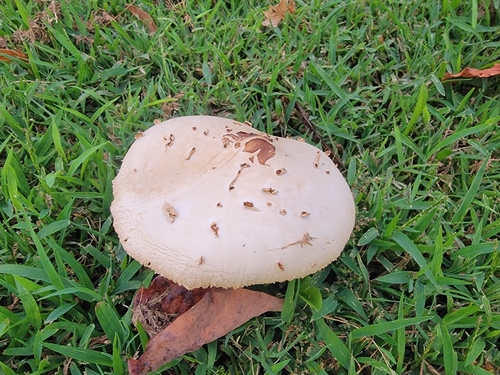 Green-spored Parasol