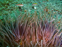 Macrodactyla doreensis