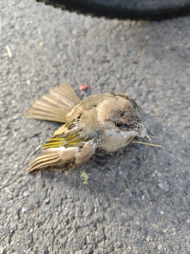 Light-vented Bulbul