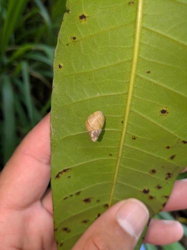 Partula radiolata observed 2026-08-12