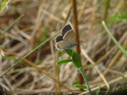 Short-tailed Blue