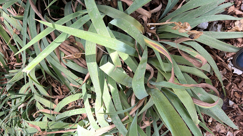 Iris germanica, 2026-09-15