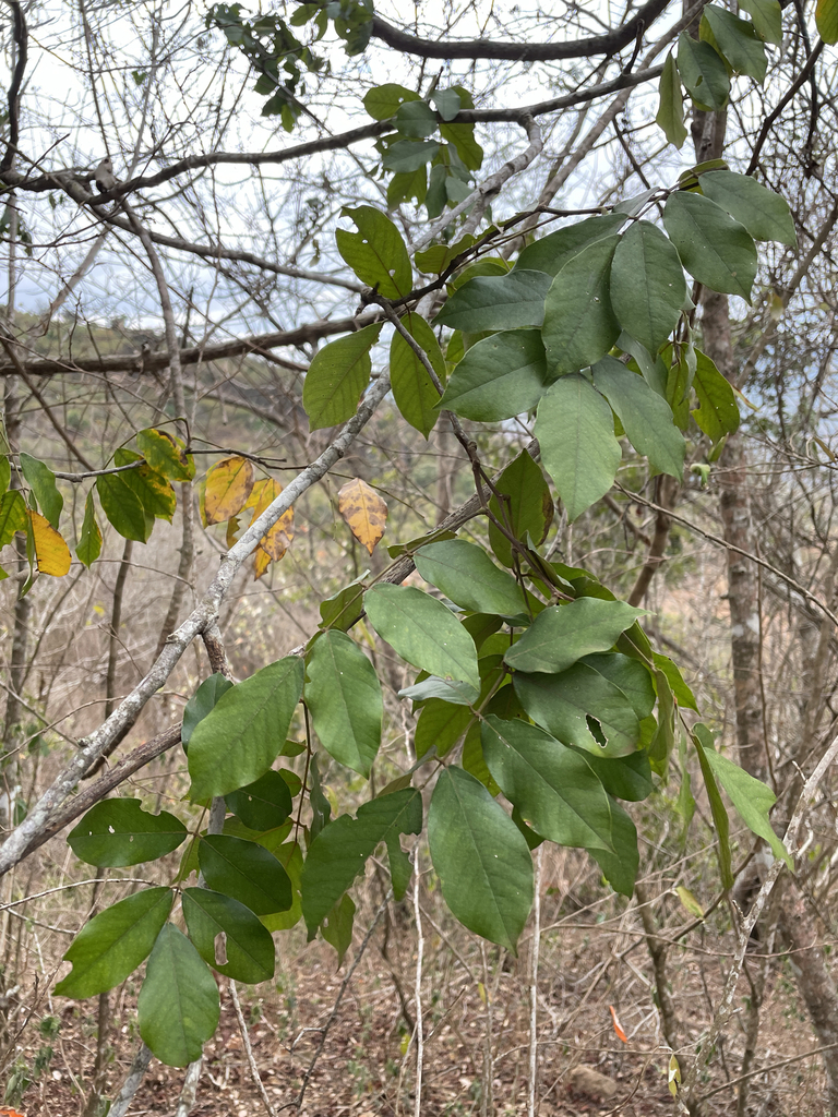 Millettia vatkei