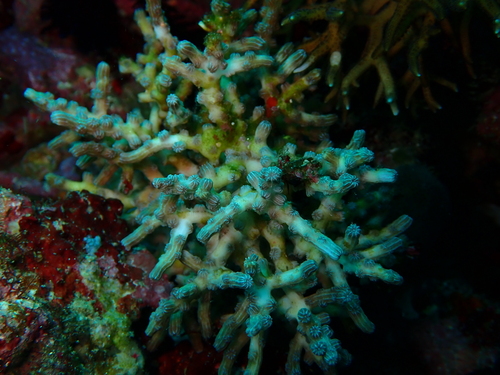 Cyphastrea observed 2026-09-15