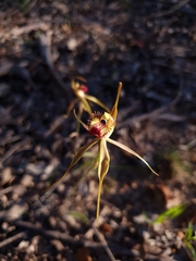 Caladenia rhomboidiformis
