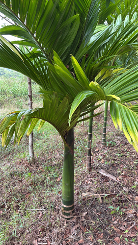 Areca Palm