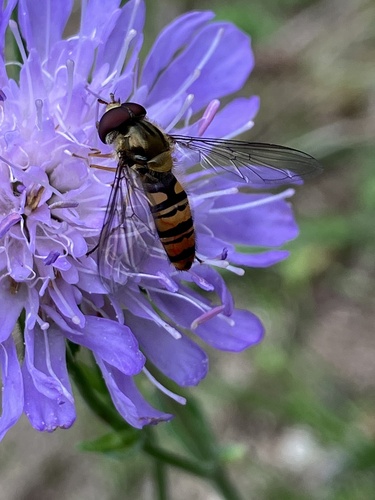 Marmalade Hover Fly