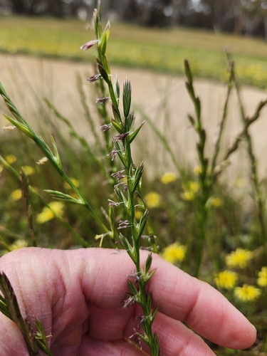Hybrid Ryegrass