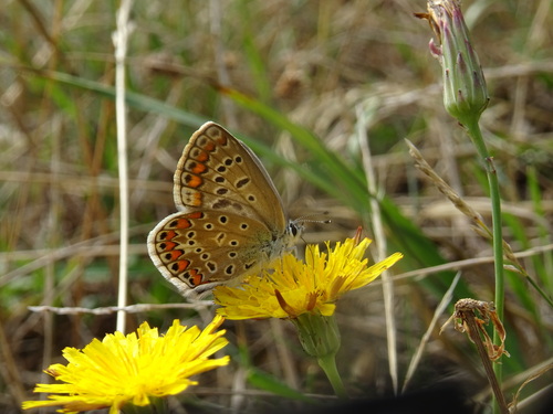 Common Blue