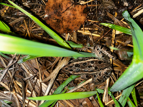 Northern Leopard Frog