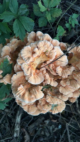 White-pored Chicken of the Woods