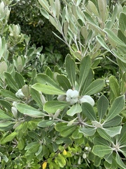 Pittosporum crassifolium