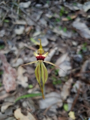 Caladenia rhomboidiformis
