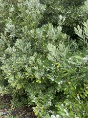 Pittosporum crassifolium